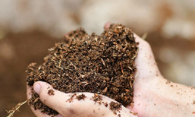 • para preparar o composto não se pode utilizar serragem de madeira pintada ou tratada com outros materiais que possam conter compostos tóxicos. 