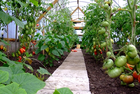 König der großen Tomaten im Gewächshaus