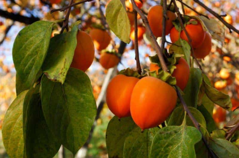 Growing persimmons from seed and caring for them at home, description of varieties and propagation