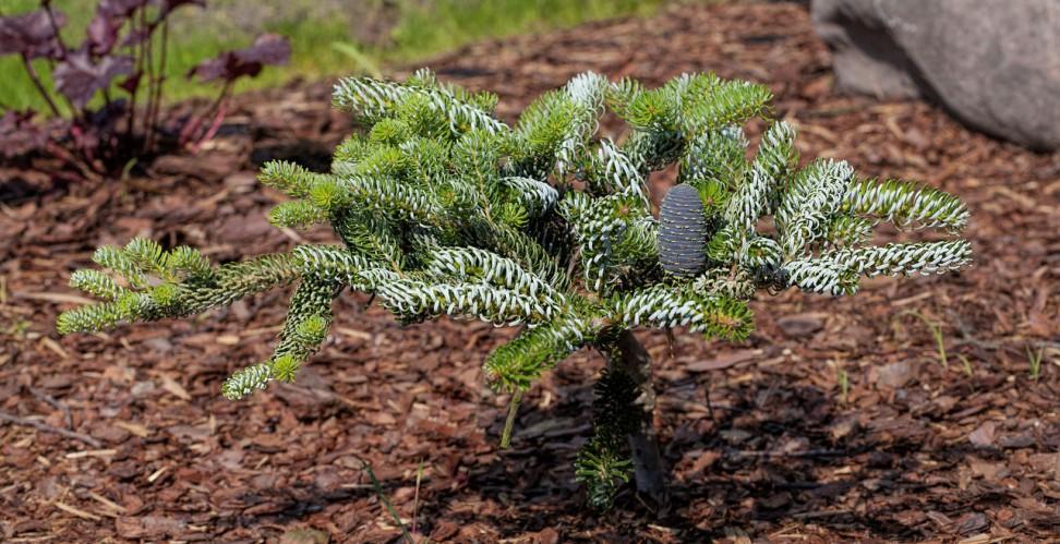 fertilizante para plantas coníferas