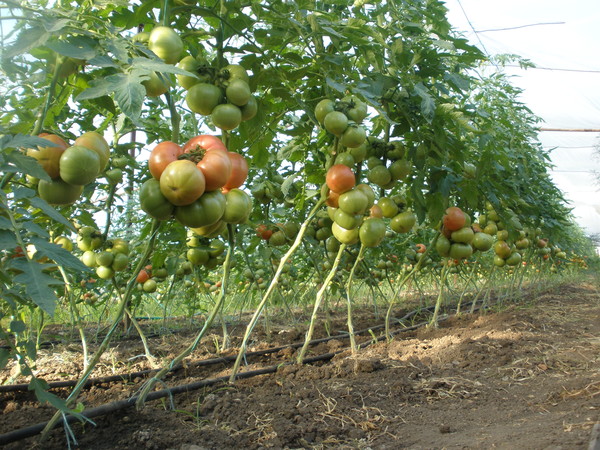 cosecha de tomate