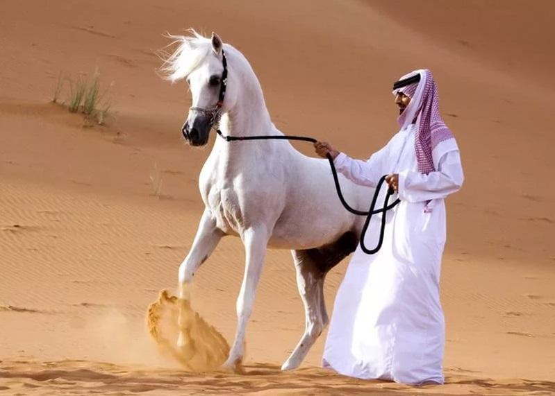 Arabian horse