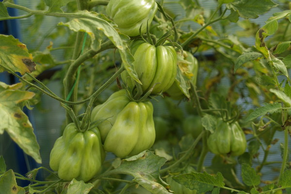 tomatbuskar Tlacolula de Matamoros