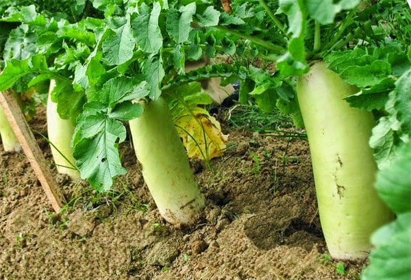 bộ sưu tập daikon