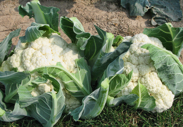 cauliflower sa hardin