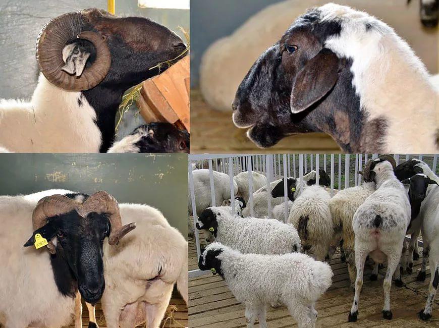 Kalmycké plemeno ovcí