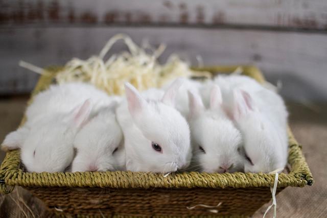 viele Kaninchen