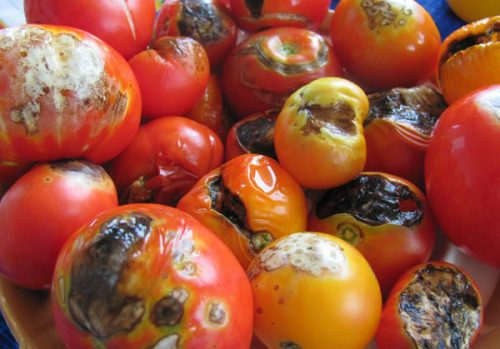 late blight on tomatoes