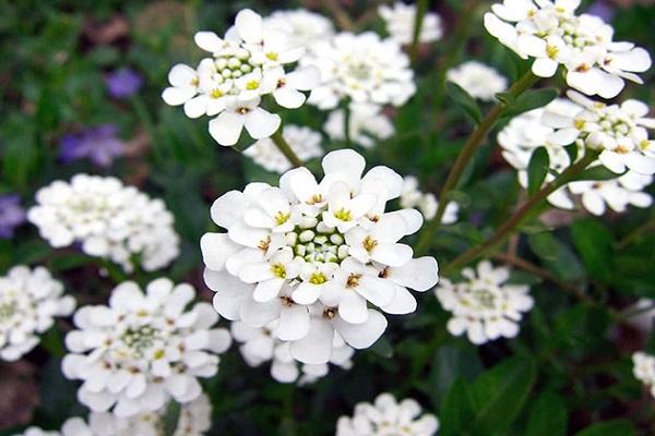 iberis flower 