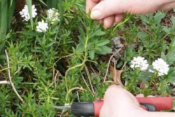 propagation of cuttings 