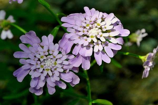 blooming Diana 