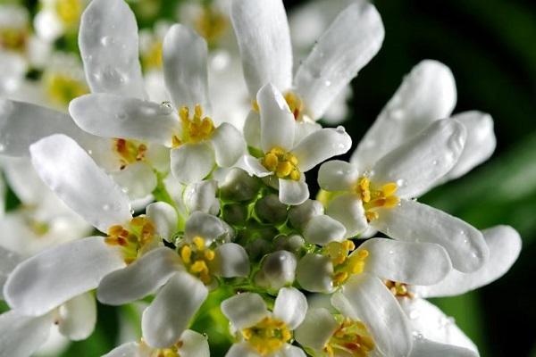 gotes de rosada 