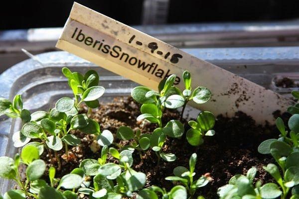 sprouting seedlings 