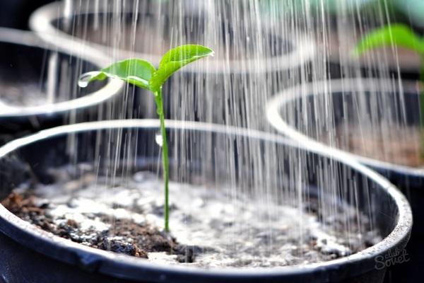 rain irrigation 