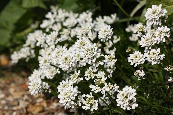 pebrera de flors 