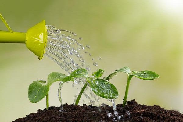 fertilizing with water 