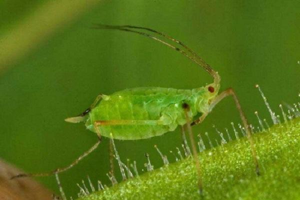 pest aphid