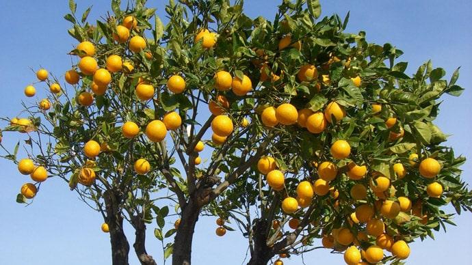 pěstování pomerančů