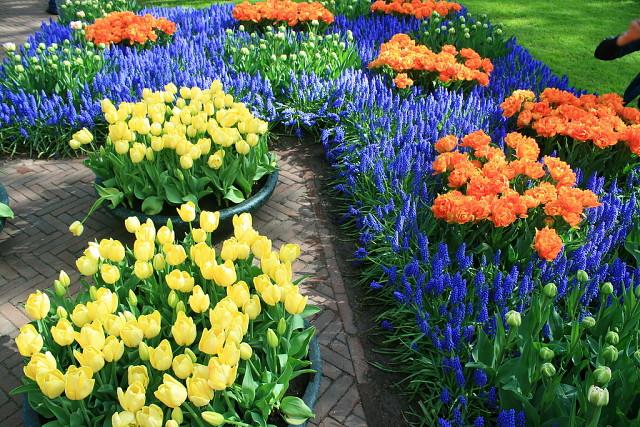 landschapsontwerp muscari 