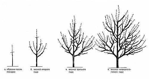 cherry pruning