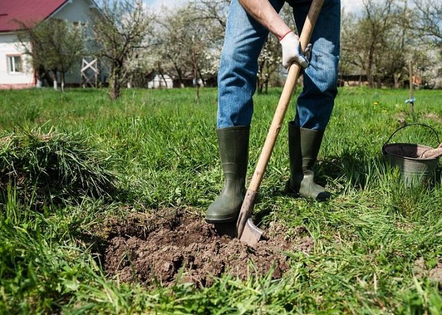 säulenförmiger Apfelbaum