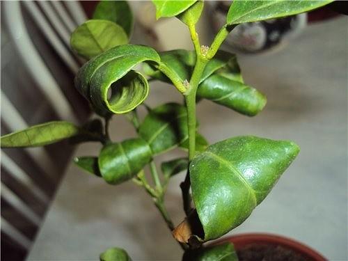 lemon leaves curl