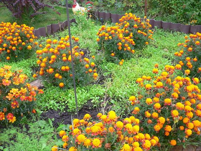 bloemen in de tuin