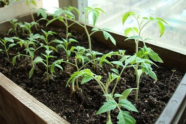 plántulas de pepino en una caja