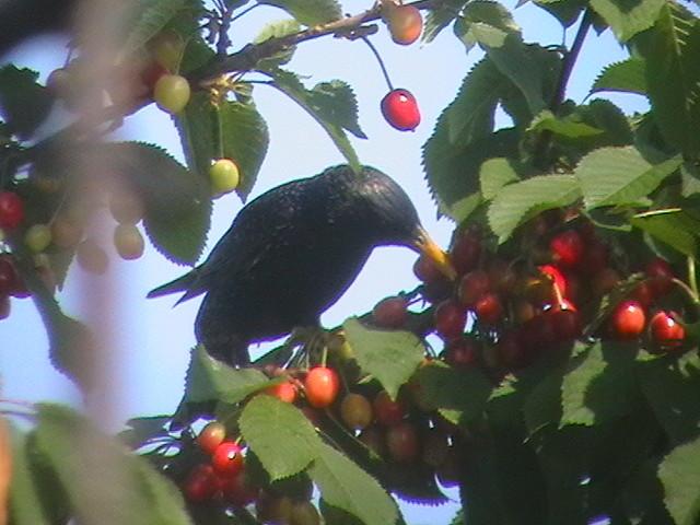 Vogel auf Kirschbaum