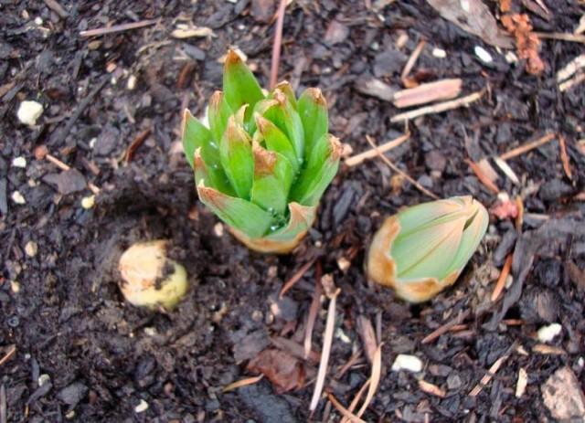 Eremurus vírusos betegség 