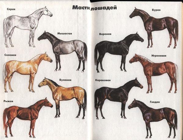 barva šedého koně
