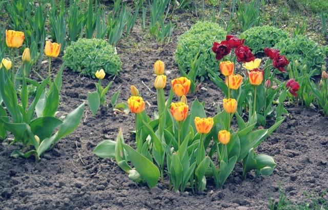 traitement des tulipes