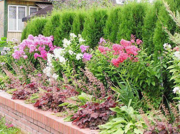 Heucheras i et blomsterbed