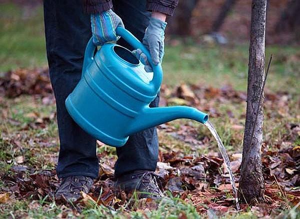 Watering a plum