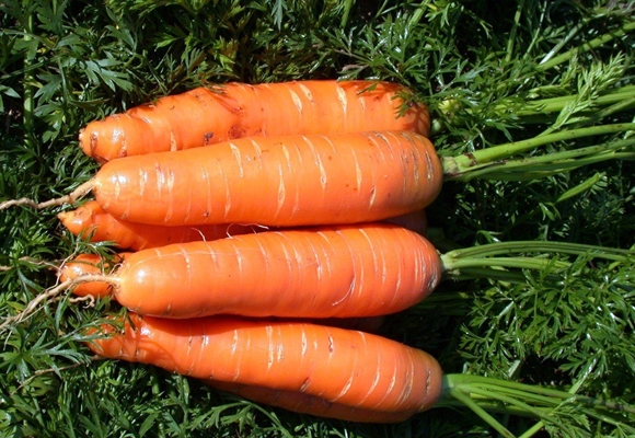 Zanahorias de Nantes en el jardín.