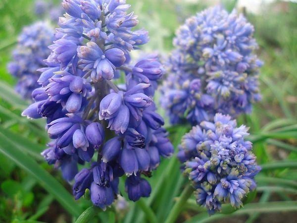 buja muscari 