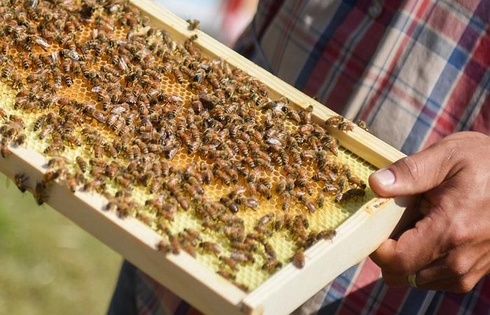 abejas en el marco 