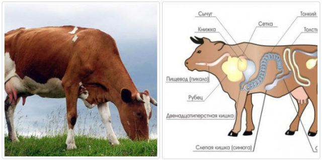 obstruction of the esophagus in cattle