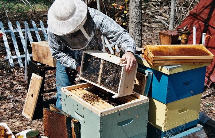 nest transfer 