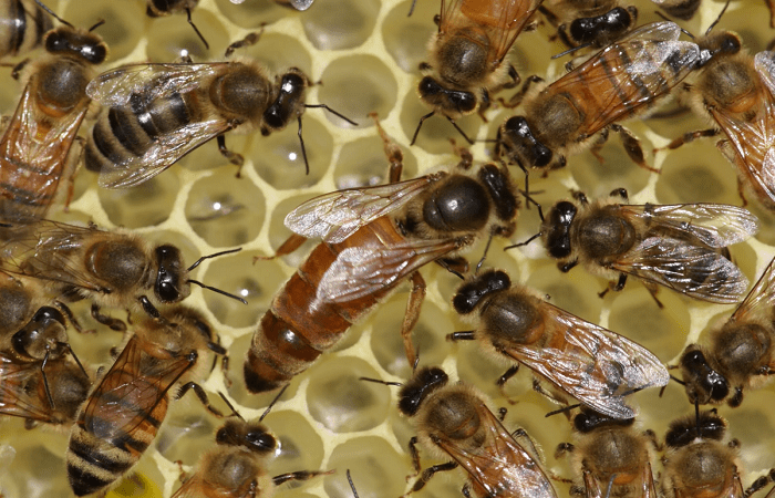 včelích plodů 