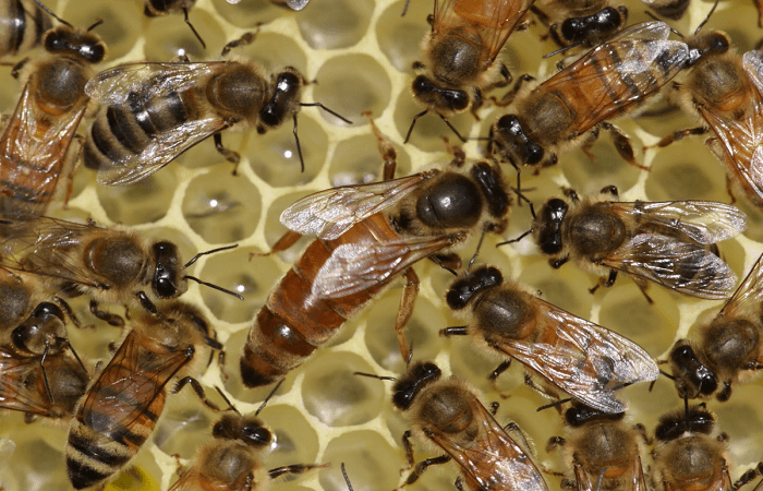 crías de abejas 