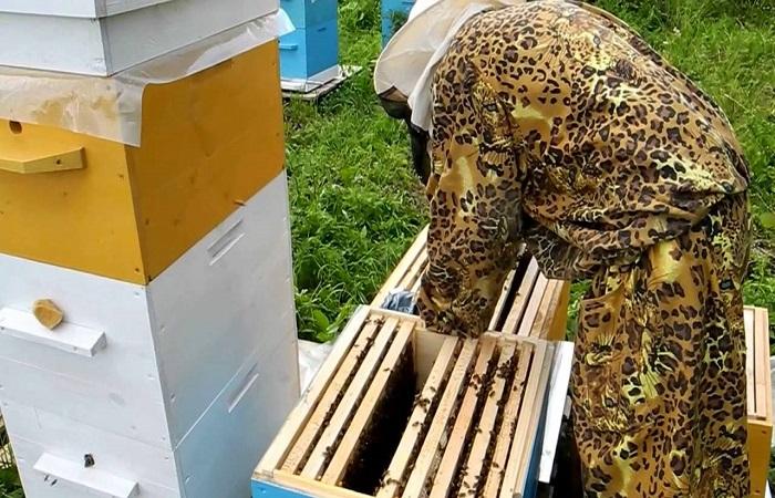 beekeeper on the beekeeper 