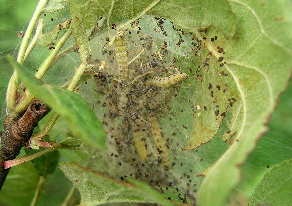 hay una telaraña en el manzano