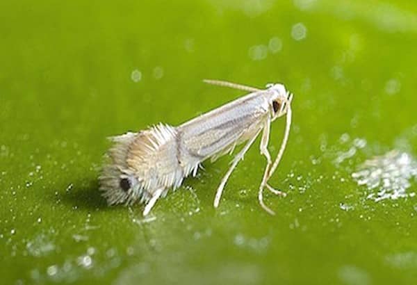 Leaf-eating moth