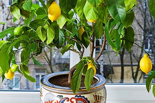 Jak vypěstovat citron ze semínka doma