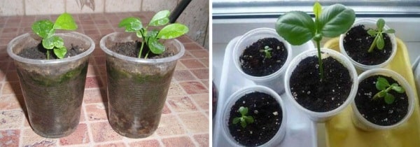 growing lemon