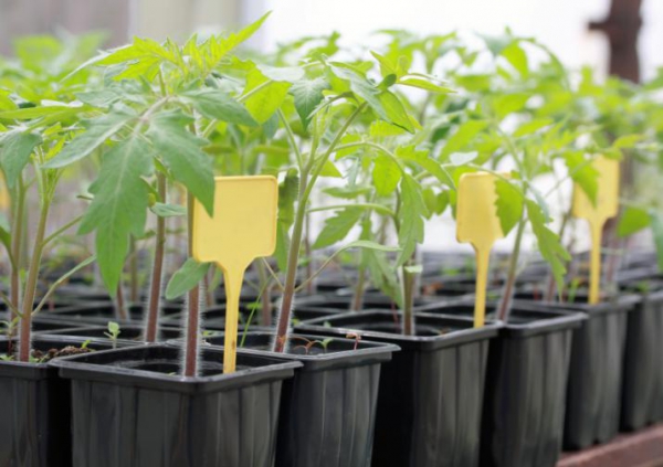 tomato seedlings in pots