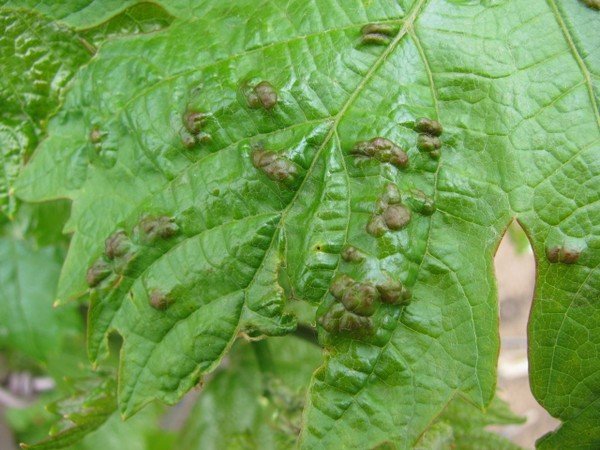 appearance of a grape mite 