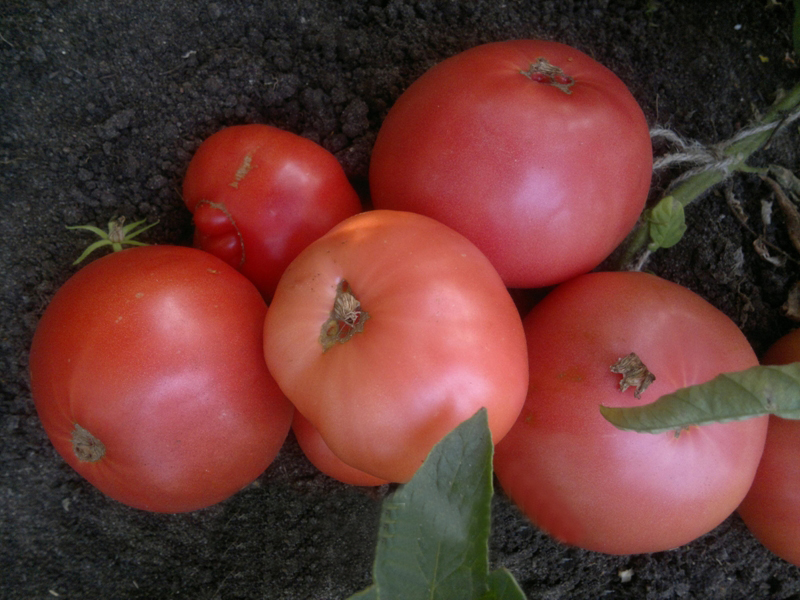 tomates roses sauvages au sol