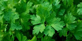 fresh parsley